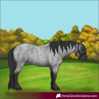 Horse Color:Blue Roan