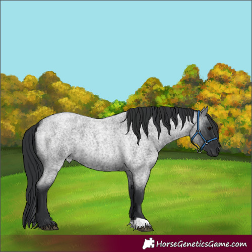 Horse Color:Blue Roan 