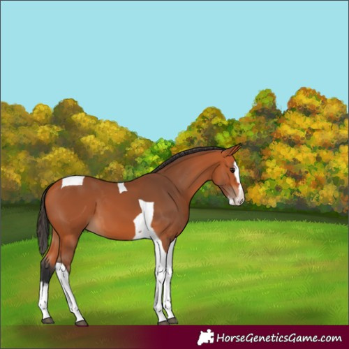 Horse Color:Unknown 