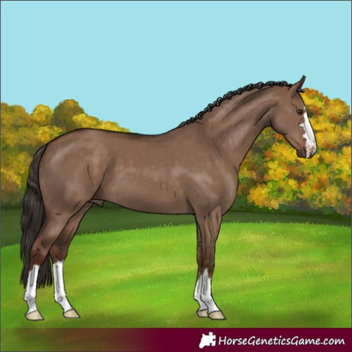 Horse Color:Unknown 