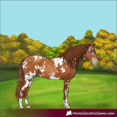 Horse Color:Gray White Spotted Gold Champagne