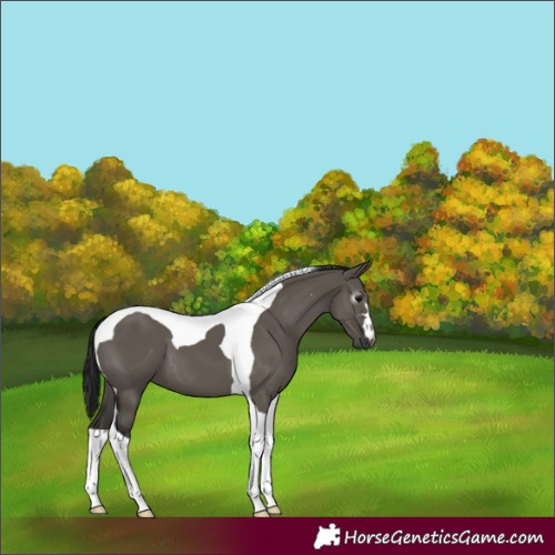 Horse Color:Gray Grullo Tobiano 