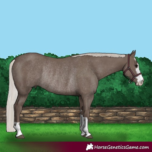 Horse Color:Silver Black Rabicano 