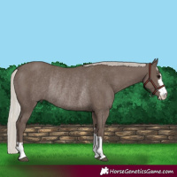 Horse Color:Silver Black Rabicano 