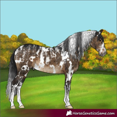 Horse Color:Powder White Gray White Spotted Brown Dun Brindle 