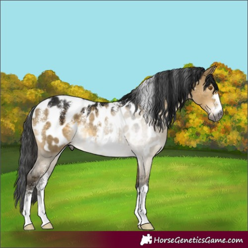 Horse Color:Powder White Gray Buckskin Dun Appaloosa Rabicano 