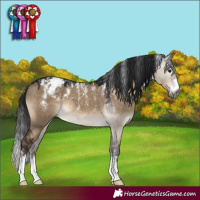 Horse Color:Powder White Gray Brown Dun Appaloosa