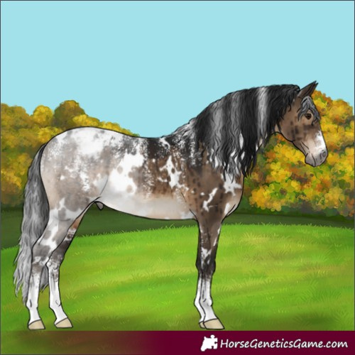 Horse Color:Powder White Gray White Spotted Brown Dun Appaloosa Brindle
