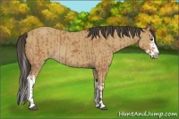 Horse Color:Buckskin Sabino Rabicano  and Buckskin Sabino Splash Rabicano 