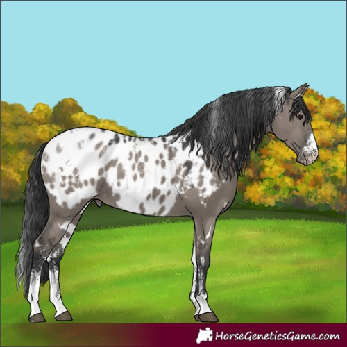 Horse Color:Powder White White Spotted Grullo Appaloosa