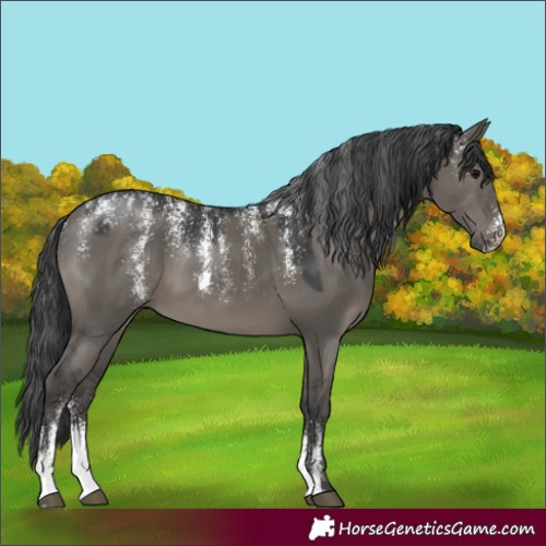 Horse Color:Powder White Grullo 