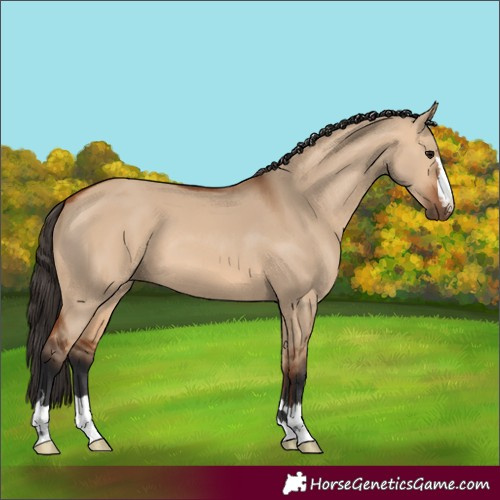 Horse Color:Unknown