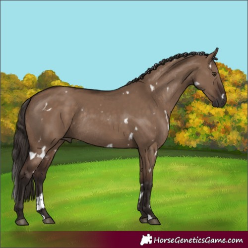 Horse Color:Unknown 