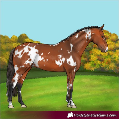 Horse Color:Unknown 