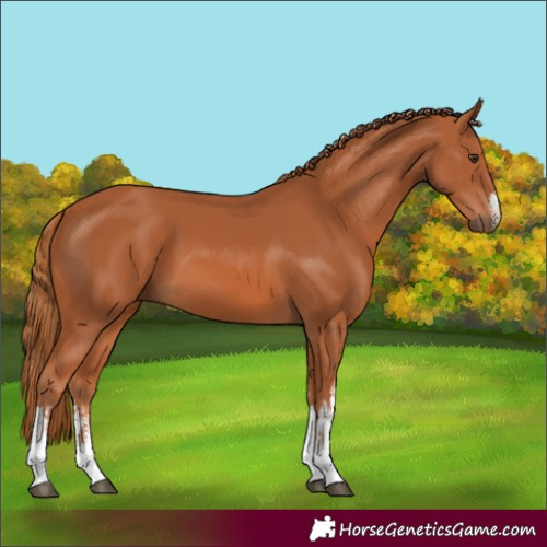 Horse Color:Unknown 