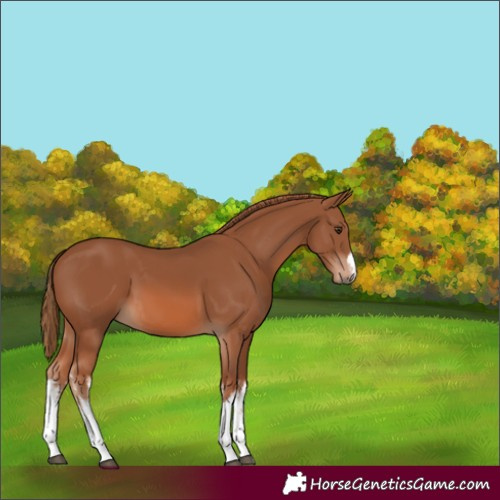 Horse Color:White Spotted Chestnut 