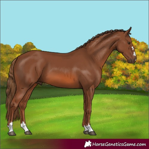 Horse Color:Unknown 