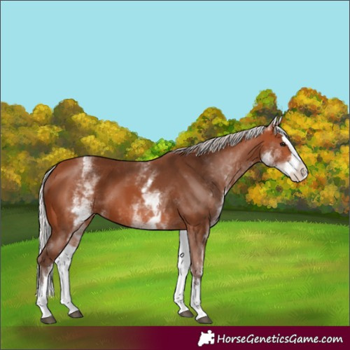Horse Color:White Spotted Silver Bay Splash 