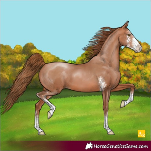 Horse Color:Bay Pearl Sabino 