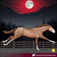 Horse Color:Bay Pearl Sabino 