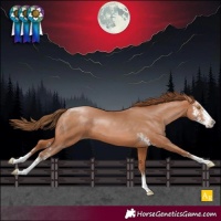 Horse Color:Bay Pearl Sabino 