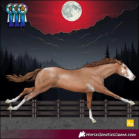 Horse Color:Bay Pearl Sabino 