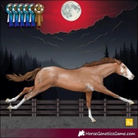 Horse Color:Bay Pearl Sabino