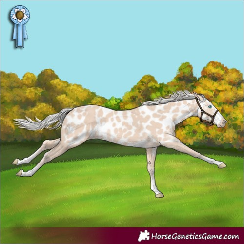 Horse Color:Silver Perlino Sabino Appaloosa
