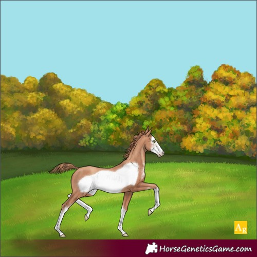 Horse Color:Gold Champagne Sabino Frame
