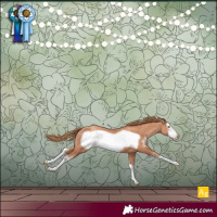 Horse Color:Gold Champagne Sabino Frame 