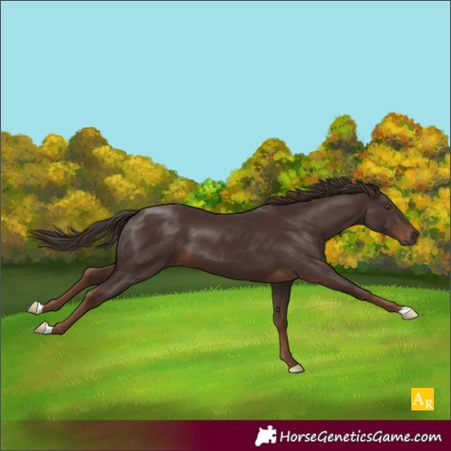 Horse Color:Liver Chestnut