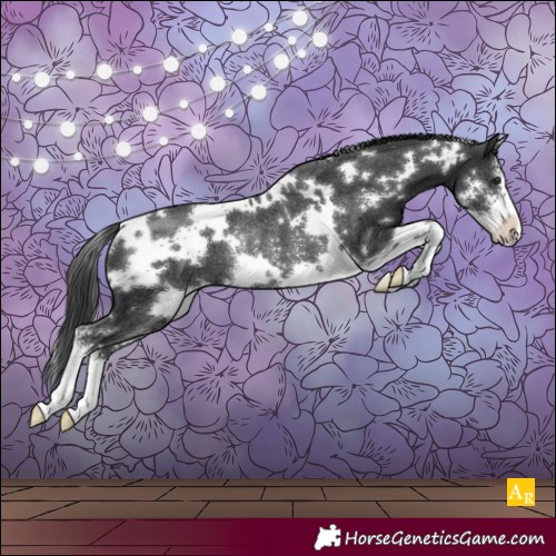 Horse Color:White Spotted Black Sabino Rabicano