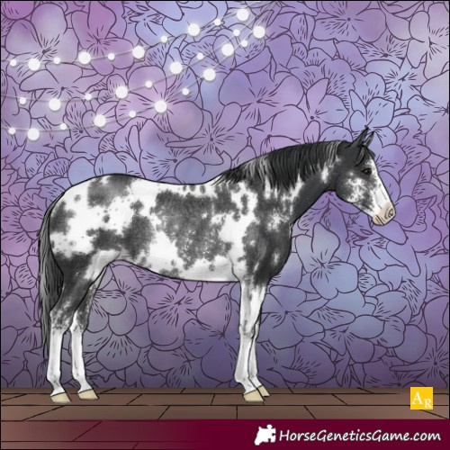 Horse Color:White Spotted Black Sabino Rabicano 