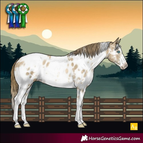 Horse Color:White Spotted Buckskin Pearl Sabino Appaloosa 