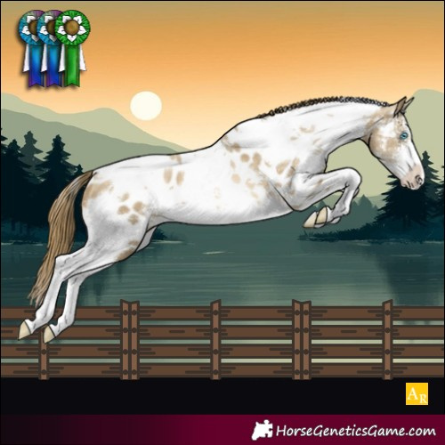 Horse Color:White Spotted Buckskin Pearl Sabino Appaloosa 
