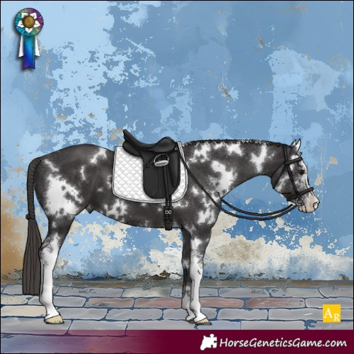 Horse Color:White Spotted Smoky Black Sabino Appaloosa 