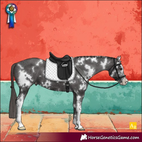 Horse Color:White Spotted Smoky Black Sabino Appaloosa