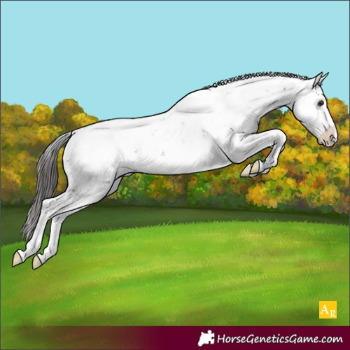 Horse Color:Buckskin Sabino Appaloosa