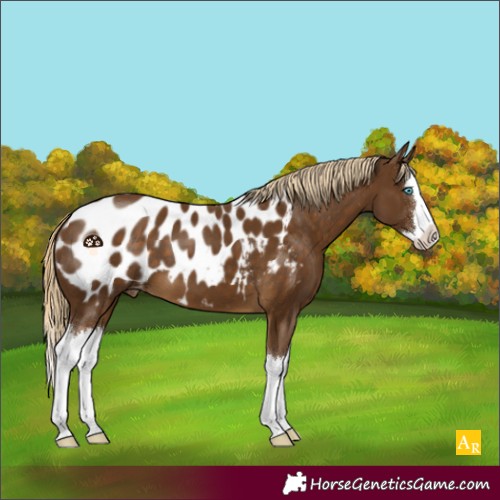 Horse Color:Chocolate Palomino Splash Appaloosa