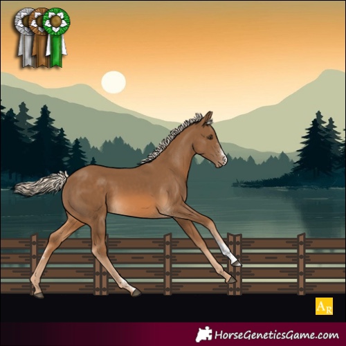 Horse Color:Chocolate Palomino Sabino Appaloosa 