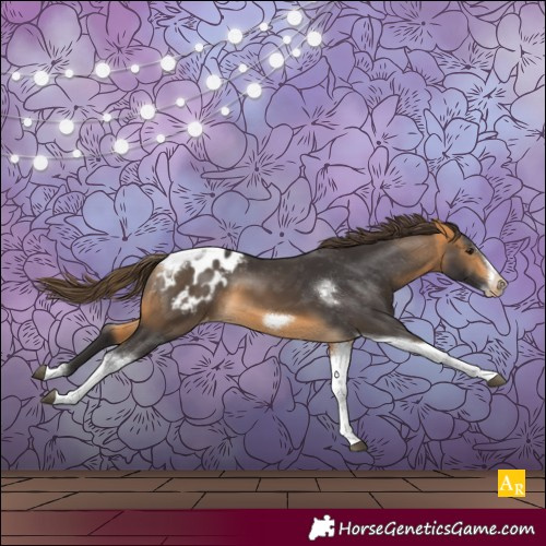 Horse Color:Buckskin Tobiano Frame Appaloosa 