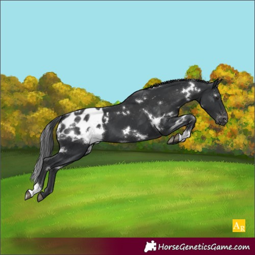 Horse Color:White Spotted Black Appaloosa 