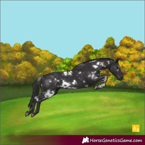 Horse Color:White Spotted Smoky Black 