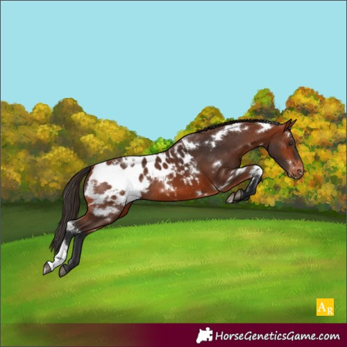 Horse Color:White Spotted Bay Blanket