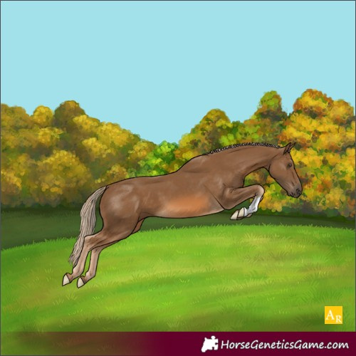 Horse Color:Chocolate Palomino 
