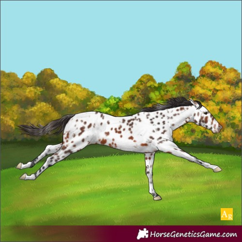 Horse Color:White Spotted Bay Appaloosa 