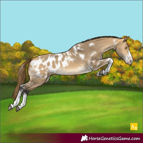 Horse Color:White Spotted Buckskin Dun Appaloosa 
