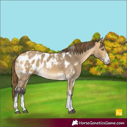 Horse Color:White Spotted Buckskin Dun Appaloosa 