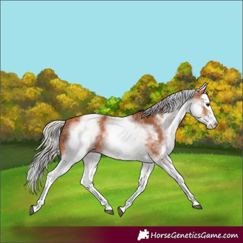Horse Color:White Spotted Silver Bay Splash