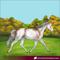 Horse Color:White Spotted Silver Bay Splash